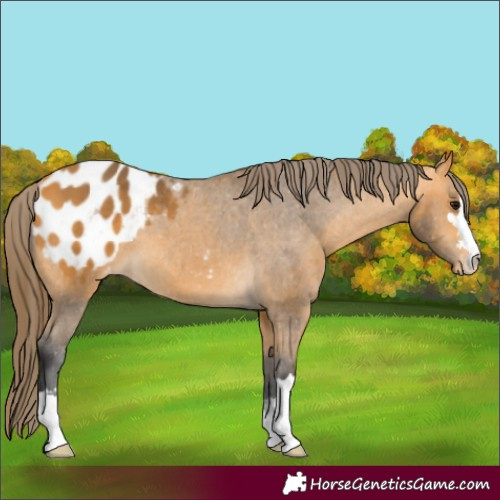 Horse Color:Buckskin Blanket 