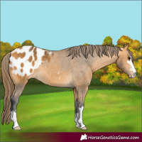 Horse Color:Buckskin Blanket 
