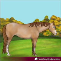 Horse Color:Gray Buckskin Pearl Sabino