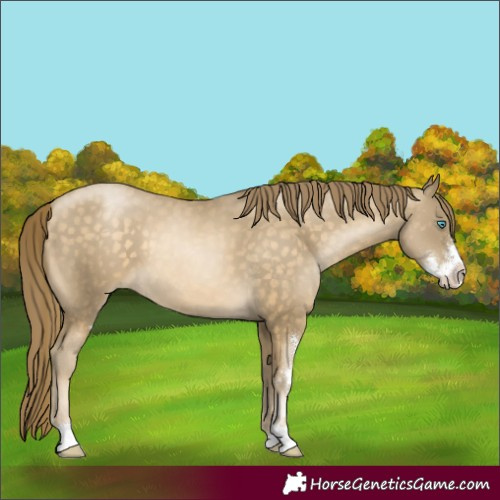 Horse Color:Buckskin Pearl Sabino