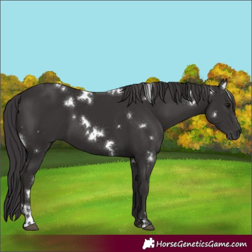Horse Color:White Spotted Smoky Black 