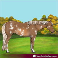 Horse Color:White Spotted Chocolate Palomino