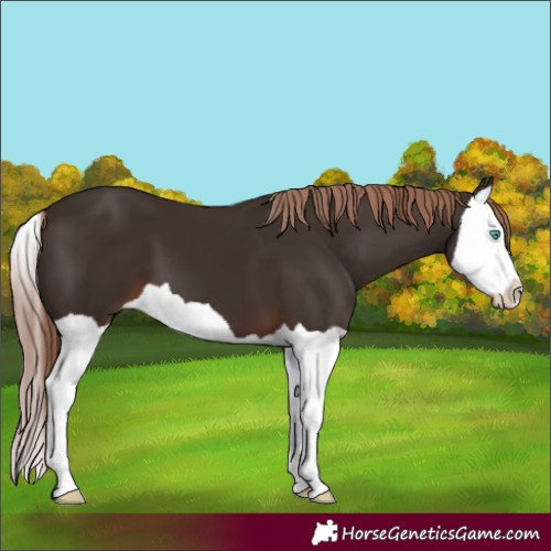 Horse Color:Liver Chestnut Splash