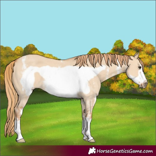 Horse Color:Red Dun Sabino Frame 