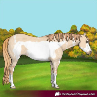 Horse Color:Red Dun Sabino Frame 