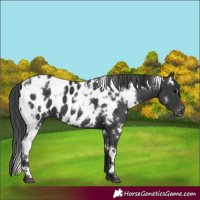 Horse Color:White Spotted Black Blanket