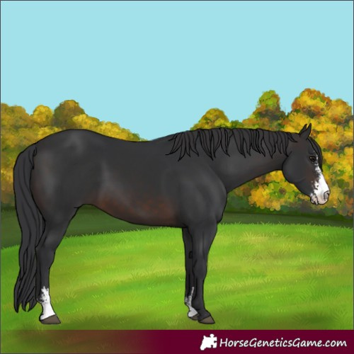 Horse Color:Brown Sabino