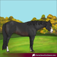 Horse Color:Brown Sabino