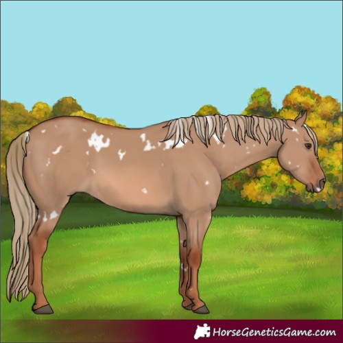 Horse Color:White Spotted Red Dun