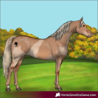 Horse Color:Red Dun  and Red Dun 