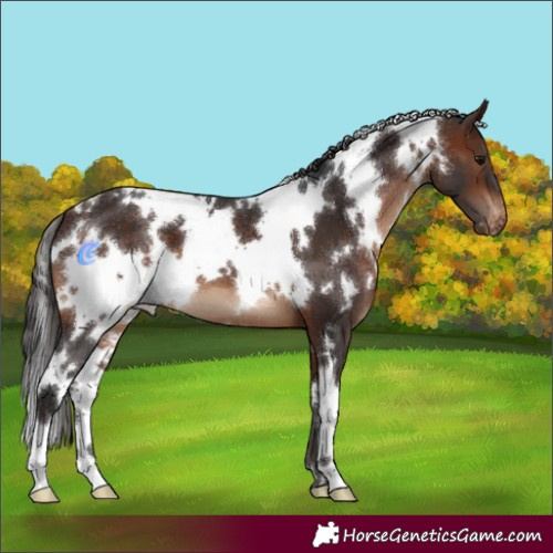 Horse Color:White Spotted Brown Appaloosa 