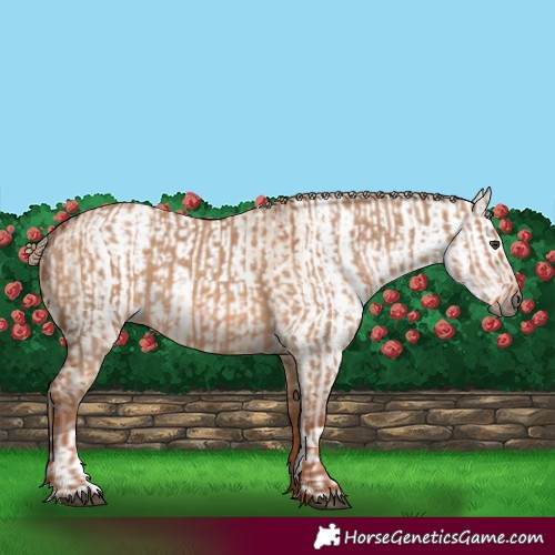 Horse Color:Red Dun  and Gray Red Dun 