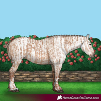 Horse Color:Red Dun  and Gray Red Dun 