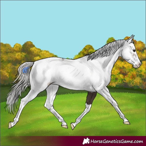 Horse Color:Silver Brown Sabino Appaloosa 