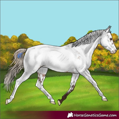 Horse Color:Liver Chestnut Sabino Appaloosa 