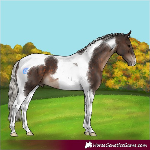 Horse Color:Silver Brown Tobiano 