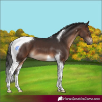 Horse Color:Brown Tobiano 