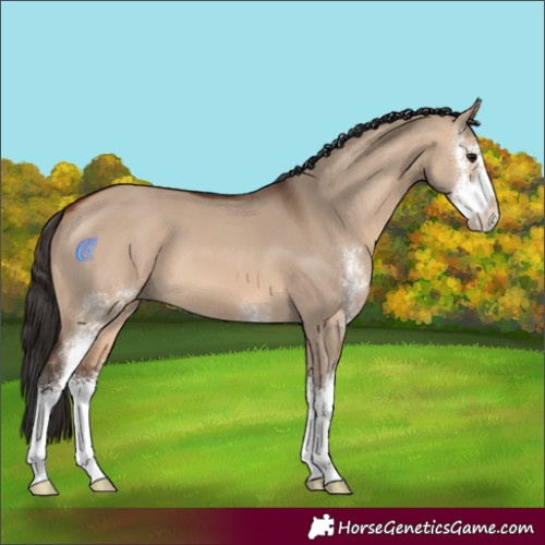 Horse Color:Bay Dun Sabino
