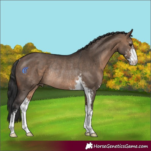 Horse Color:Brown Dun Sabino Rabicano 