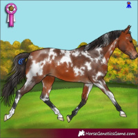 Horse Color:White Spotted Bay 