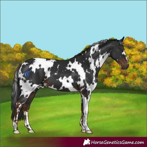 Horse Color:White Spotted Liver Chestnut 