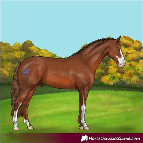 Horse Color:Chestnut Sabino 