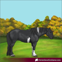 Horse Color:Black Tobiano 