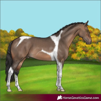 Horse Color:Brown Dun Tobiano 