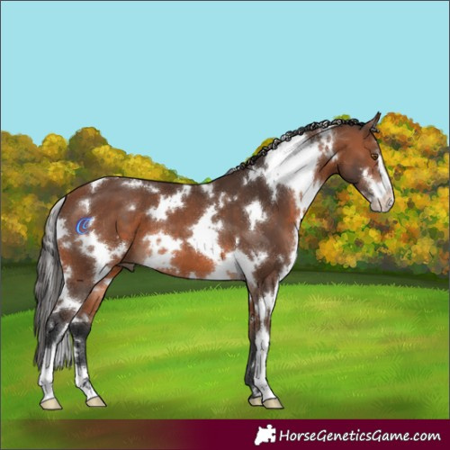 Horse Color:White Spotted Bay Sabino 