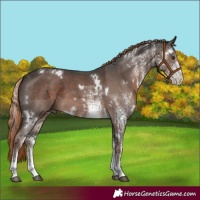 Horse Color:White Spotted Liver Chestnut 