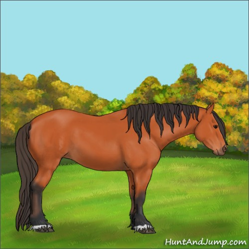 Horse Color:Bay 