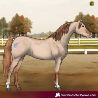 Horse Color:Red Dun  and Gold Champagne Dun 
