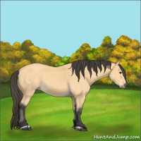 Horse Color:Buckskin 