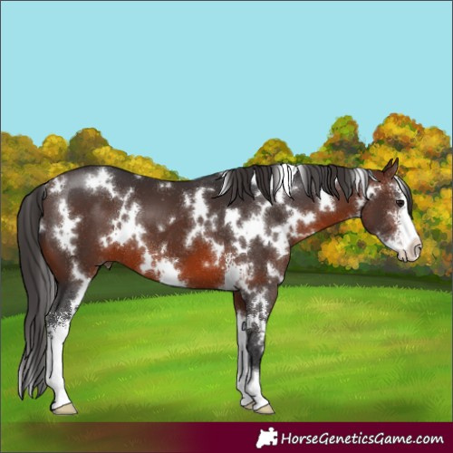 Horse Color:White Spotted Brown Sabino