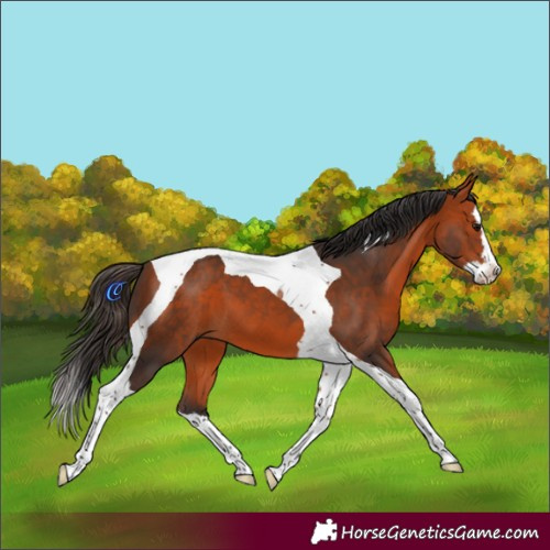 Horse Color:Bay Splash Tobiano