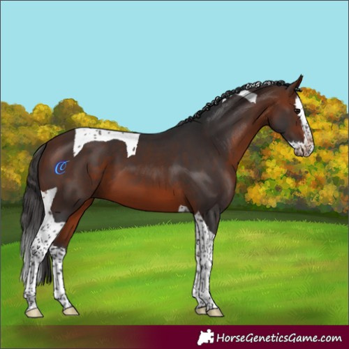 Horse Color:Bay Splash Tobiano
