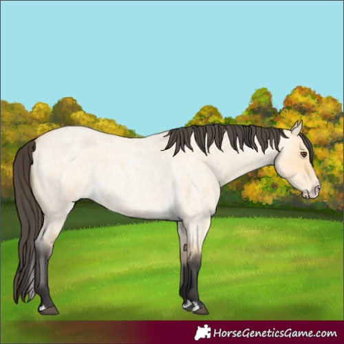 Horse Color:Buckskin Roan Dun Splash 
