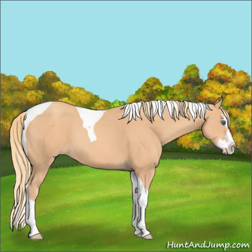 Horse Color:Gold Champagne Splash Tobiano 