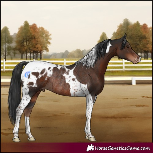 Horse Color:Liver Chestnut Tobiano Blanket Rabicano