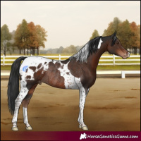 Horse Color:Liver Chestnut Tobiano Blanket Rabicano 