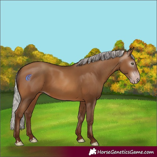 Horse Color:Gray Silver Amber Champagne 