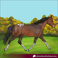 Horse Color:Bay Tobiano Appaloosa Rabicano 