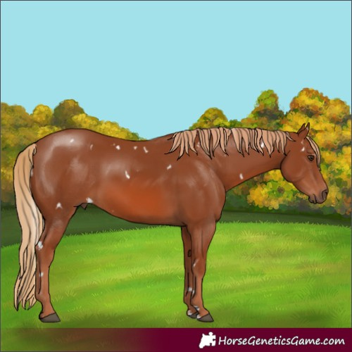 Horse Color:White Spotted Chestnut 