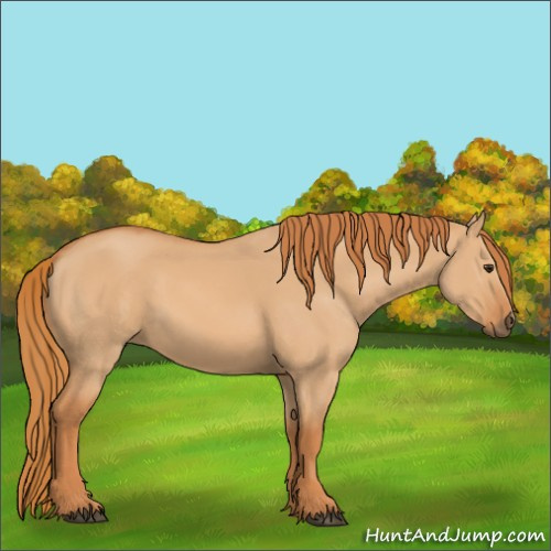Horse Color:Red Dun 