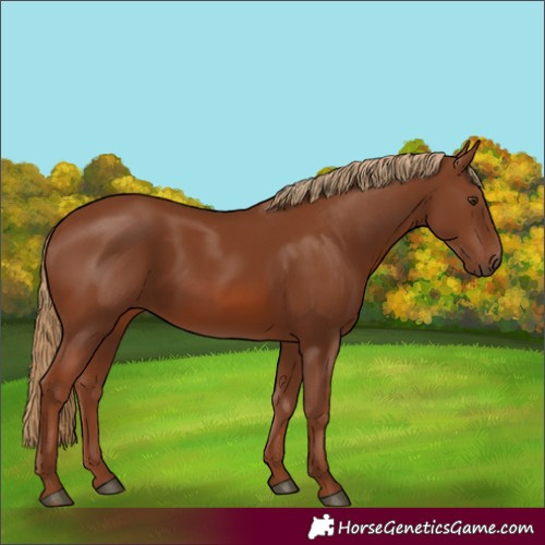 Horse Color:Chestnut 