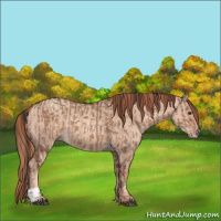 Horse Color:Liver Red Dun  and Gold Champagne Dun 