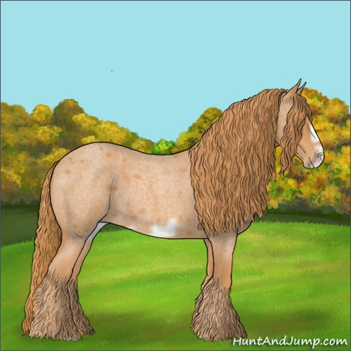 Horse Color:Unknown 
