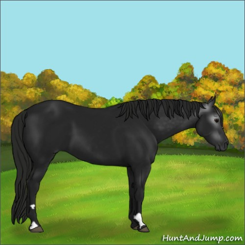 Horse Color:Gray Black 