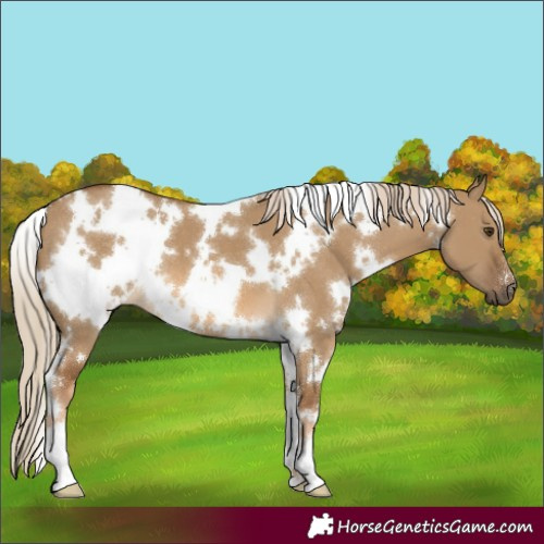 Horse Color:White Spotted Chocolate Palomino Dun 