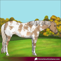 Horse Color:White Spotted Chocolate Palomino Dun 